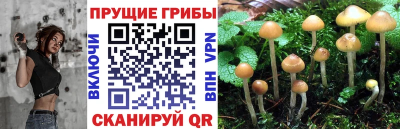 Галлюциногенные грибы прущие грибы Купить Оха